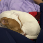Bella the lap dog