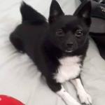 Remmington's First Day as a certified Emotional Support Dog