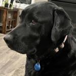 This is my black Labrador retriever Kayla Ducharme