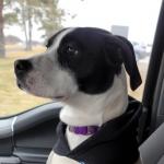 Polly in the car
