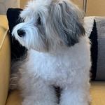 My Service Dog Zimba ~ My Alert Intelligent Loving Shadow