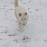 Homie during playtime in the back yard.