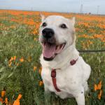 Poco in the Poppies