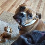 Bob does show front teeth at times, he is not aggressive, he is smiling, Bob's personality and feelings are visual. ALSO ANSWERS TO 