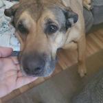 DIESEL IS A PTSD DOG, HE DOES BARK A LOT, HE IS A PROTECTION DOG. DO NOT APPROACH HIM, HE HAS NEVER BIT ANYONE, DONT BE THE FIRST.