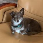 Stasiu is a therapy dog