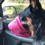 Doggy in a Mask