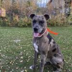 Jetta (Merle/ Pit Bull) Service Dog