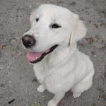 Hello my name is Bella. I love people and being in my community