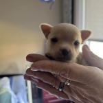 MY LITTLE DAISY IS 3 WKS IN THIS PHOTO