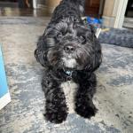 Prince standing at the door 1 yr old
