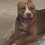Sweet Boy Tango