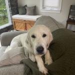 Glacier service dog