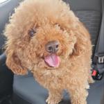 My service dog photo