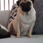 Little Miss Lovebug