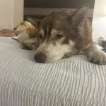 THIS IS THE MOST LOVING LIVING THING YOU'LL EVER MEET