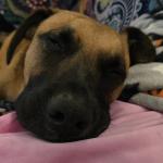 Charmington sleeping