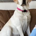 Pax Service Dog 2024