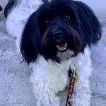 Chilmark, our happy and playful Havanese