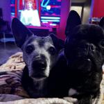 Jett and Emmy watching