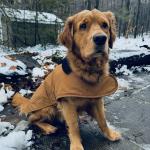 PTSD Emotional Support Dog