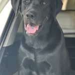 COOPER IS A BLOOD DOG