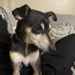 Ollie - service dog
