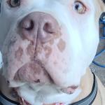 PTSD SERVICE DOG
