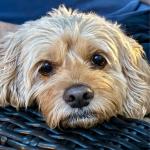Maple_Cockapoo_Service_Dog