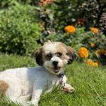 Violet The Therapy Dog