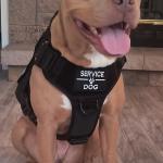 BAILEY In TRAINING