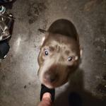 Indigo