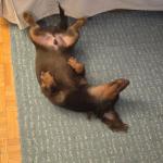 Tired after a big day of work