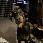 Ellie Mae service dog
