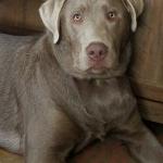 Gunner a silver Labrador born on the 4th of July