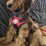 Buddie Young Service Dog