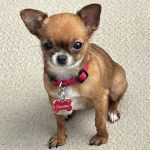 Emotional support dog for a child with ASD mood severe.
