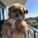Hi! I’m Gerdoo!