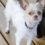 Ma chienne d’assistance Mona