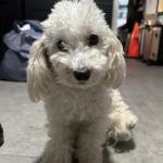 Hi, my name is Luna Pesantez