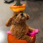 Teddys photo service