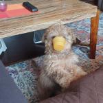 Funny Finn loves to play with anything if you drop it. He is a good boy!!