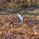 Rosie girl playing