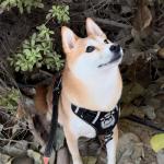Miko the Shiba Inu