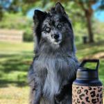 Tucker at the park