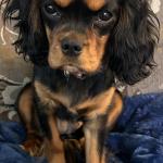 King Cavalier Charles Spaniel