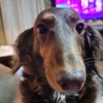 Klare my service dog