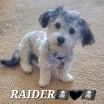 Raider Snoopy Horton