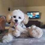 Llexie 10 lbs White poodle