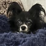 SPARKY my beloved support animal